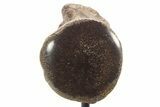 Polished Fossil Mosasaur Vertebra w/ Metal Stand - Texas #335053-3